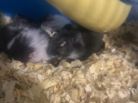 Yavru gonzales hamster 1 aylık