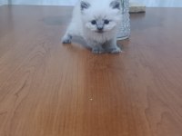 British Yavrular Sahiplendirilecektir