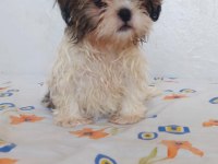 Ev Ortamında Büyüyen Shih Tzu Köpekler