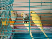 Hobi olarak baktığım kuşlar yavru yaptılar