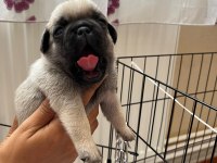 Pug Bebekler