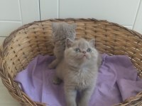 Show Kalite Bebek Kediler