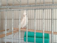Albino dişi anaç sultan papağanı