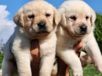 A Kalite Labrador Yavrularımız