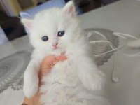 British longhair yavrularımız