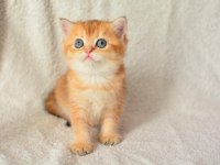 Harika Rengi İle Golden British Shorthair