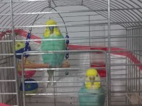 1 dişi ve 1 erkek rainbow kanlı muhabbet kuşlarım