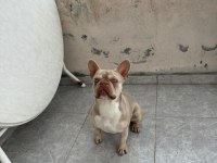 New Shade Isabella French Bulldog
