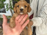 Satılık 45 günlük american cocker yavrular yeni yuva arıyor