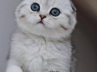 Canım Tosbik Silver Scottish Fold Shorthair