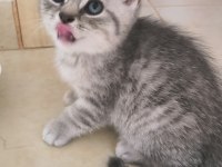 British shorthair yavrular teslime hazır