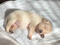 Yavru Golden Retriever Köpeğim