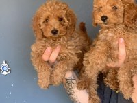 Burkem Ailesinden Muhteşem Poodle Yavruları