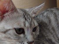 5 aylık british shorthair