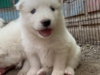 Kar Topu Samoyed Köpekler