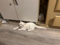 Minik Scottish Bembeyaz Bebeğim