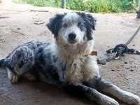 Sağlıklı Safkan Border Collie Bebekler