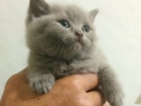 Renk Renk British Shorthair Bebekler