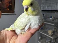 Muhabbet Kuşumuz Bebek Maşallah