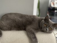 Acil Sahiplendirme British Kedimiz 4 Yaşında