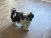 3 Aylık Shih Tzu Erkek
