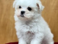 Dünya tatlısı maltese yavruları