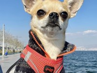 Sıfır numara 1 kilo 300 gram chihuahua