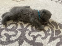 British Shorthair Kedimiz