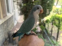 Yeme düşmüş mavi mutasyon full evcil monk papağanımız