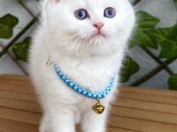 Kar Beyazı Dişi Ve Erkek British Shorthair