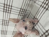 Odd eyes ve elf kulak kanada sfenks yavrular