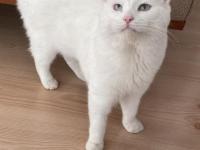 Kedimiz aresimizi sahiplendiriyoruz