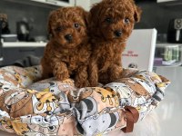 A Kalite Sevimli Ve Oyuncu Poodle Yavrularım