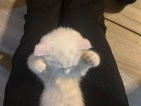 Minik Scottish Bembeyaz Bebeğim