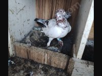 Kırmızı Şallı Erkek Tip Güvercin