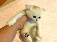 Yakışıklı Mavi Gözlü Minnak British Shorthair