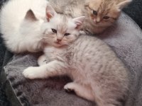 Top Kafa Yüksek Kalite Irk British Yavrular