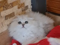 Sahiplendirme Kediler (Görüşülür)