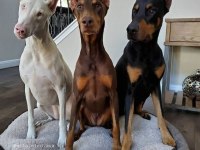 Sağlık Ve Irk Garantili Doberman