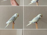 Yeni Yeme Düşmüş Uysal Renk Güzeli Yavru Muhabbet Kuşlar