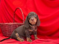 Safkan Dachshund (Sosis) Köpeklerimiz