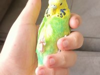 Uygun muhabbet kuşu