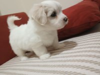 Oldukça Sevimli Orijinal Maltese Bebeklerimiz