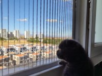 Scottish Fold Henüz 2 Aylık