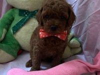 Teacup Ve Toy Poodle 1.5 Aylık Irk Garantili