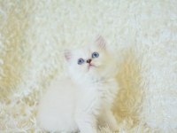 Boncuk Gözlü Silver British Longhair