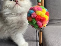 Safkan Ns1133 Silver British Bebekler