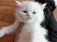 Scottish Straight Yavrum