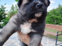 Safkan Amerikan Akitalar Yavrularımız