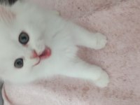 60 Günlük Sağlıklı Yavru Kediler